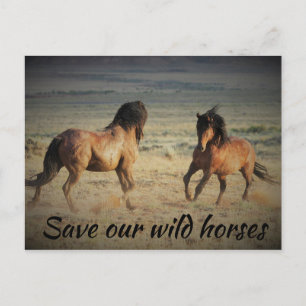 Save Our Wild Horses Postcard