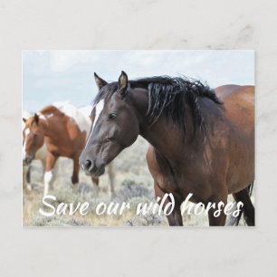Save Our Wild Horses Postcard