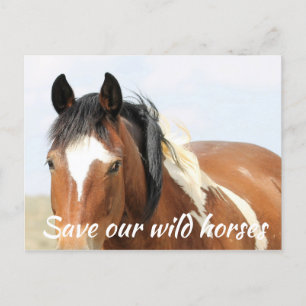 Save Our Wild Horses Postcard