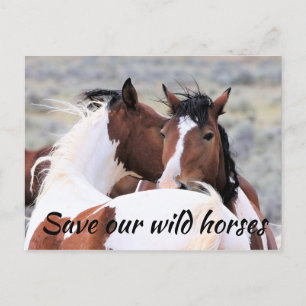 Save our Wild Horses Postcard
