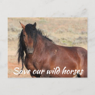 Save Our Wild Horses Postcard