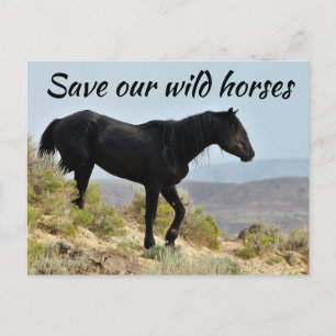 Save Our Wild Horses Postcard