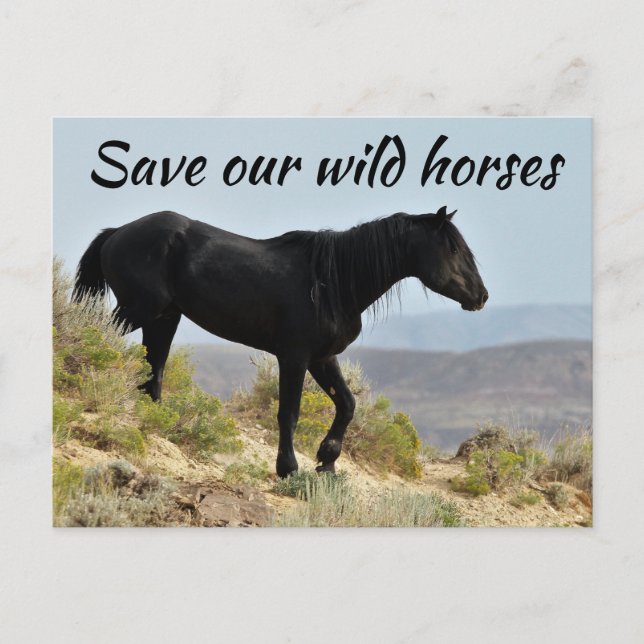 Save Our Wild Horses Postcard (Front)