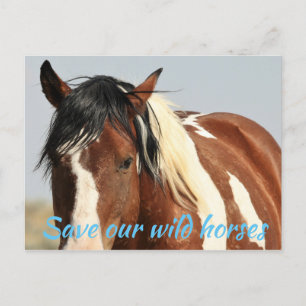 Save Our Wild Horses Postcard