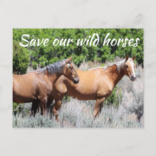 Save Our Wild Horses Postcard