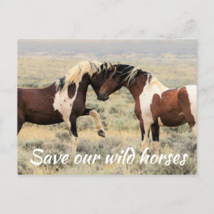 Save Our Wild Horses Postcard