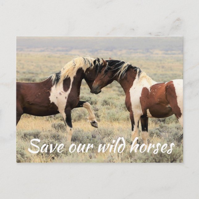 Save Our Wild Horses Postcard (Front)