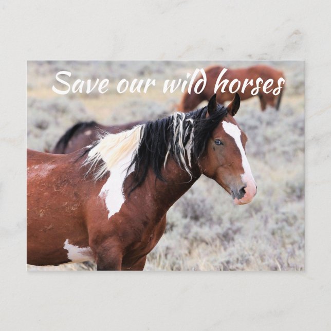 Save our Wild Horses Postcard (Front)