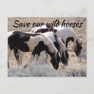 Save Our Wild Horses Postcard