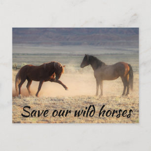 Save Our Wild Horses Postcard
