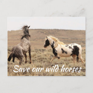 Save Our Wild Horses Postcard