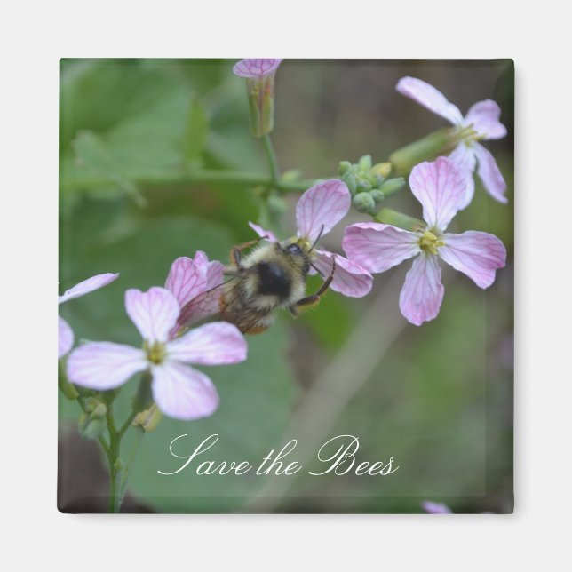 Save the Bees... Radish Flowers Magnet (Front)