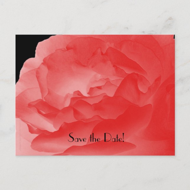 Save the Date 10th Anniversary Party Coral Rose Announcement Postcard (Front)