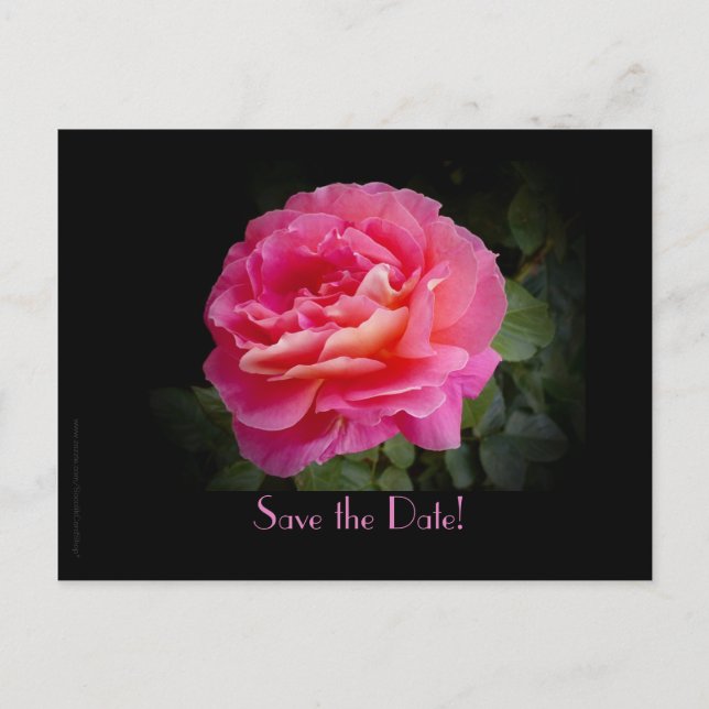 Save the Date 25th Wedding Anniversary Party Rose Announcement Postcard (Front)
