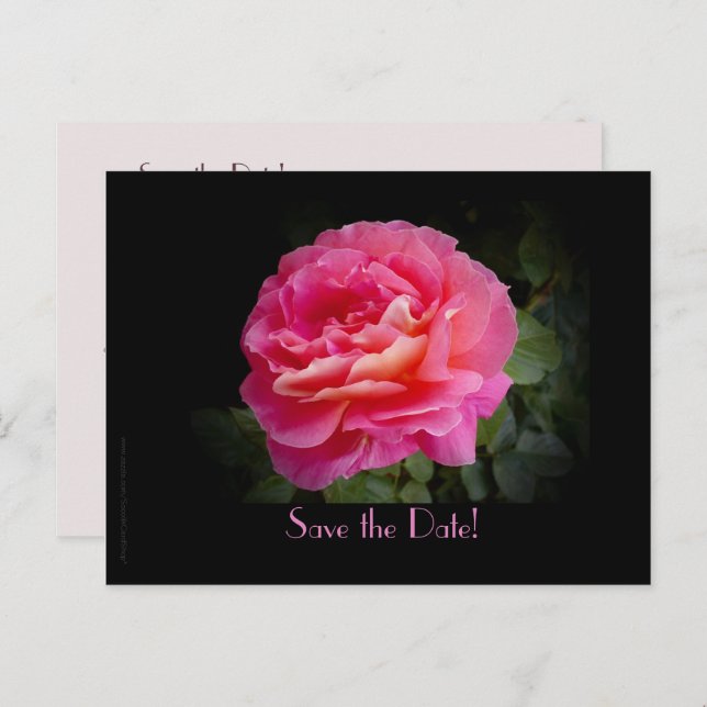 Save the Date 50th Anniversary Party Pink Rose Announcement Postcard (Front/Back)