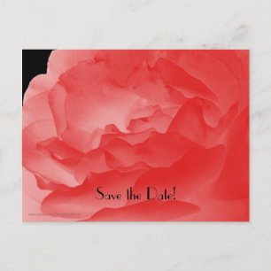 Save the Date 50th Birthday Party Coral Pink Rose Announcement Postcard