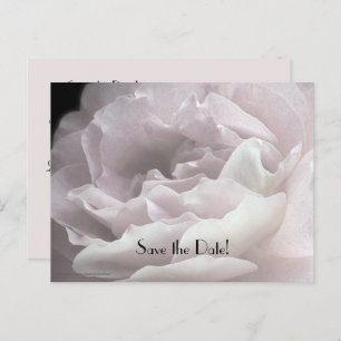 Save the Date 75th Birthday Party Rose Petals Announcement Postcard