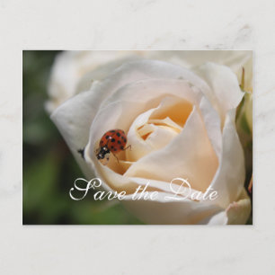 Save the Date. Beautiful white rose flower Announcement Postcard