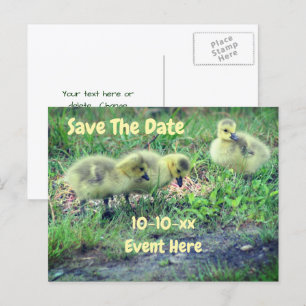 Save The Date Canada Geese Babies Nature Announcement Postcard
