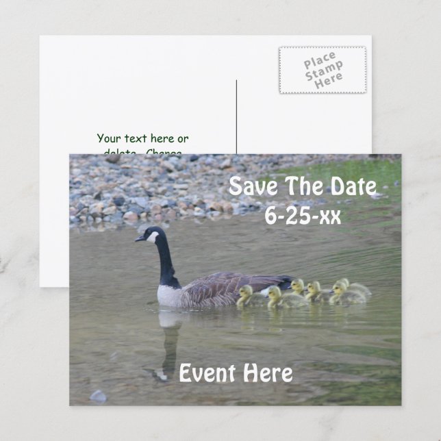 Save The Date Canada Geese Nature  Announcement Postcard (Front/Back)