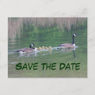 Save The Date Canada Geese Nature Postcard