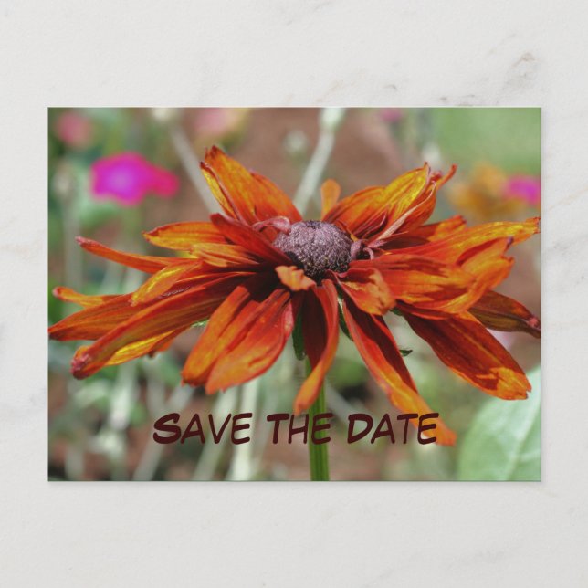 Save The Date Flower Photography Postcard (Front)
