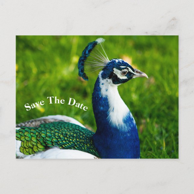 Save The Date Peacock Bird  Postcard (Front)