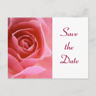 Save the Date Pink Rose Announcement Postcard