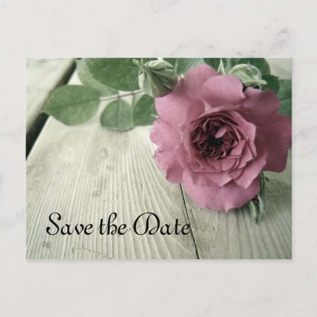 Save the Date Pink Rose Postcard (Front)