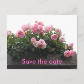Save the date - pink roses announcement postcard