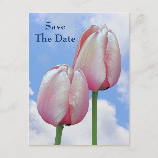 Save The Date Pink Tulips Blue Sky Flower Postcard (Front)