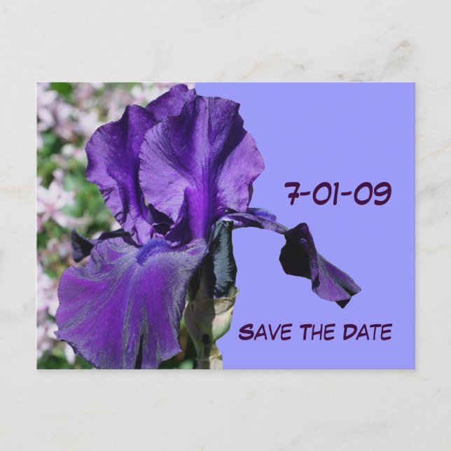 Save The Date Purple Iris Flower Photo Postcard (Front)