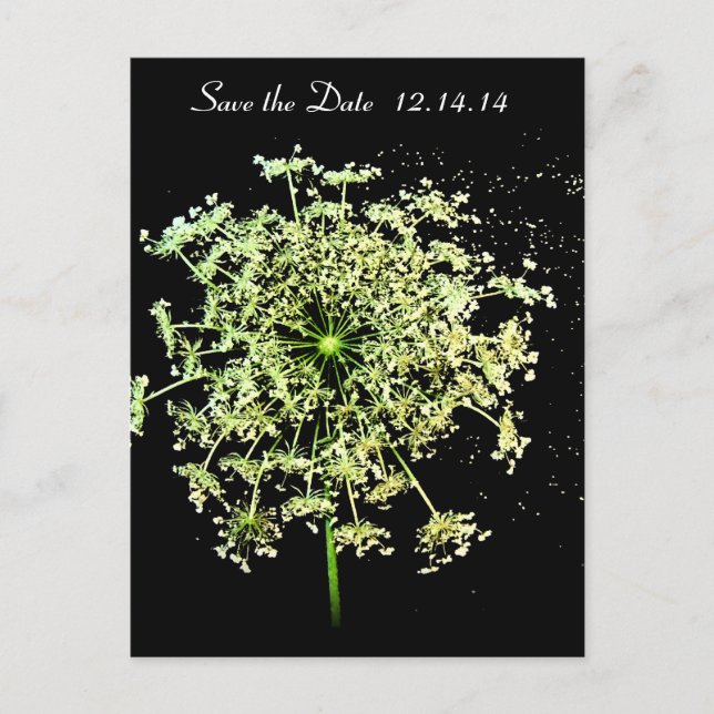 Save The Date  Queen Anne's Lace Announcement Postcard (Front)