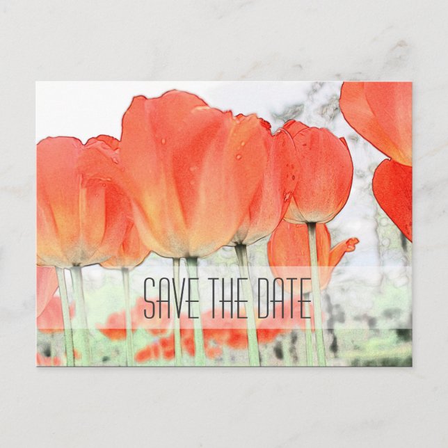 Save the date, red tulip flowers art photo announcement postcard (Front)