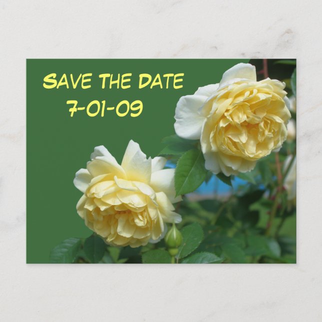 Save The Date Roses Flower Photo Postcard (Front)