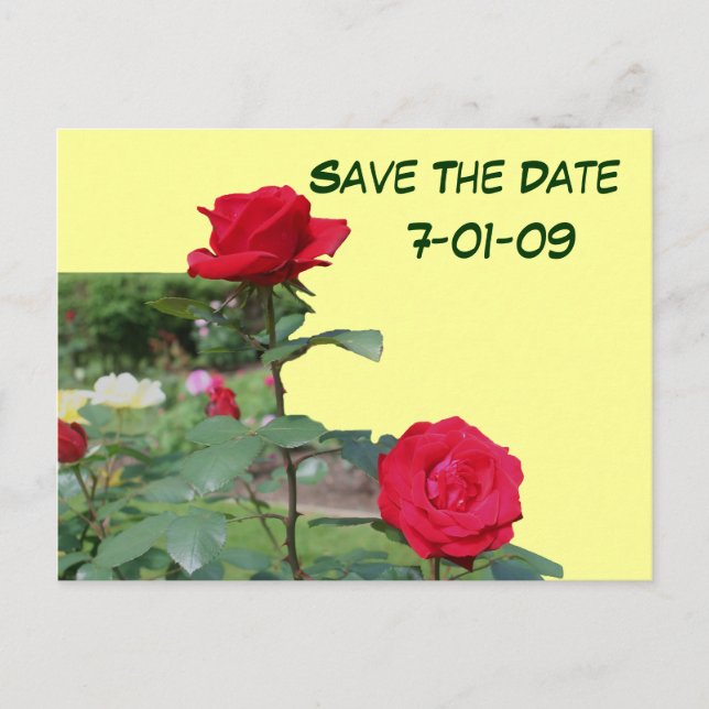 Save The Date Roses Flower Photo Postcard (Front)