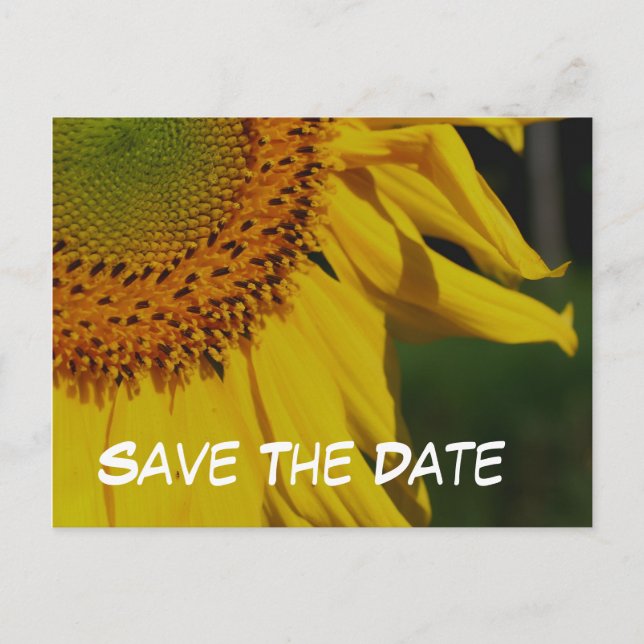 Save The Date Sunflower Flower Photo Postcard (Front)