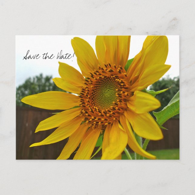 Save the Date Sunflower postcard (Front)