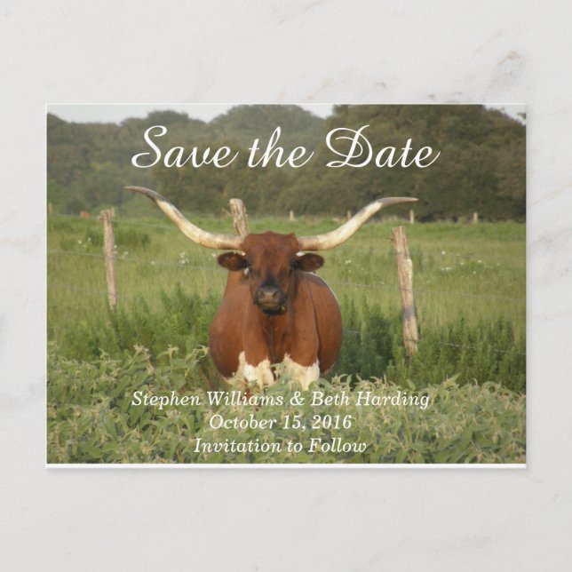 Save the Date Texas Longhorn Announcement Postcard (Front)