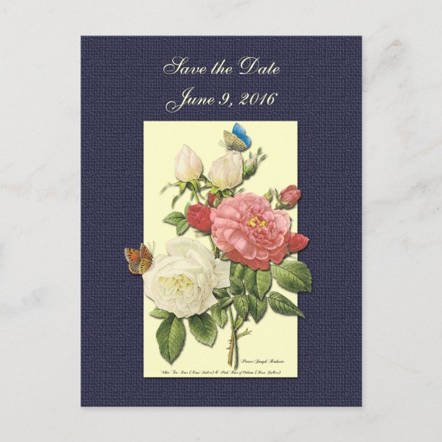 Save the Date White Red Roses Postcard (Front)
