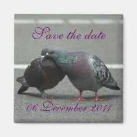 save the date with pigeons