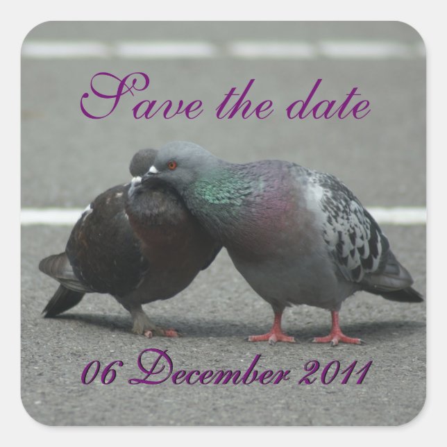 save the date with pigeons square sticker (Front)