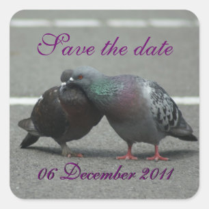 save the date with pigeons square sticker