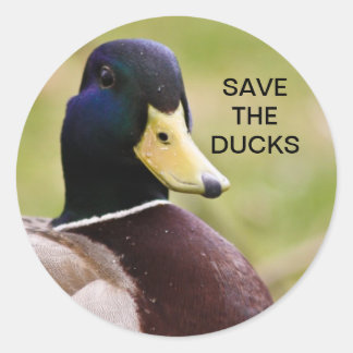Save The Ducks Sticker