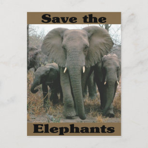 Save the Elephants Postcard