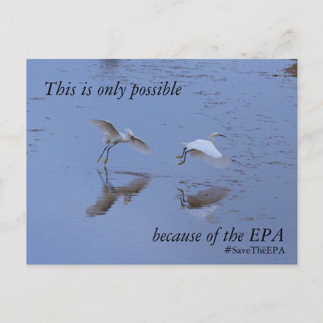 Save the EPA Snowy Egret Heron Announcement Postcard (Front)