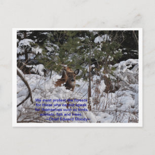 Save The Forests Postcard