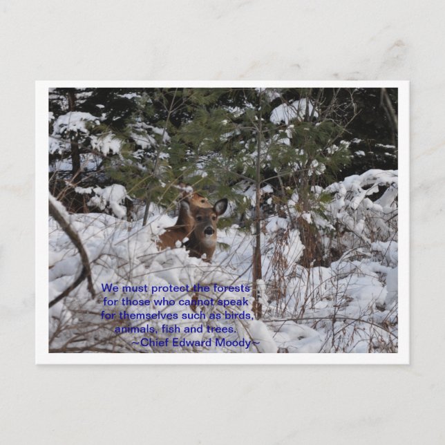 Save The Forests Postcard (Front)