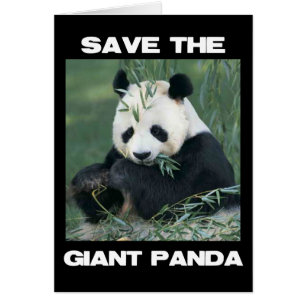 Save the Giant Panda