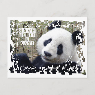 Save The Giant Panda Postcard